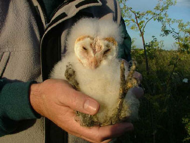 Barn Owl chick at Hoylake